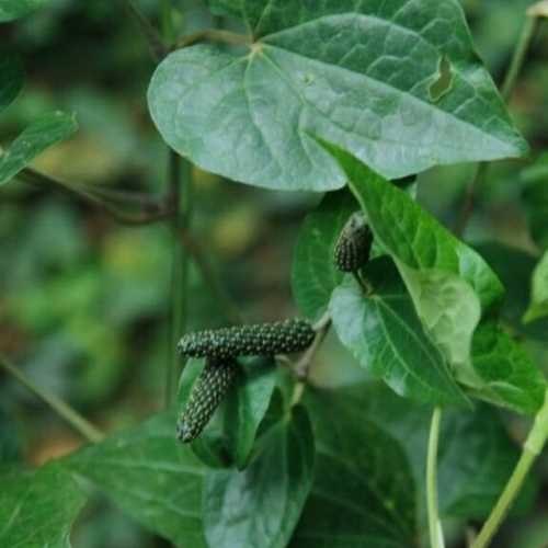 Cây Giống Tiêu Lốt - Cây Ăn Quả 