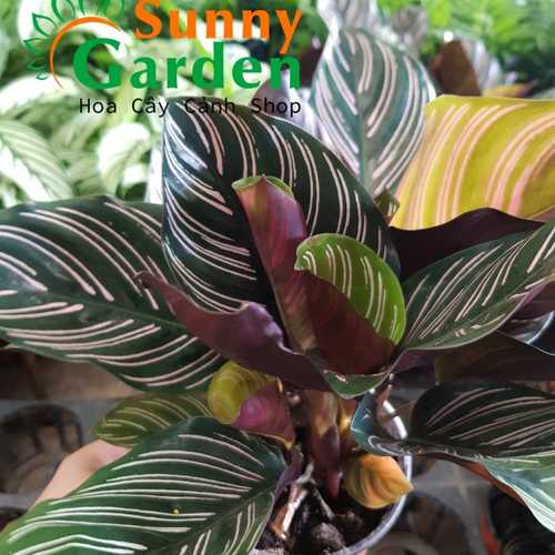 Cây Đuôi Công Sọc Tím - Chậu Phong Thủy