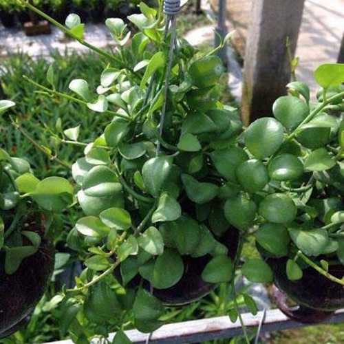 Cây Lan Hạt Dưa - Cây Cảnh Chậu Treo