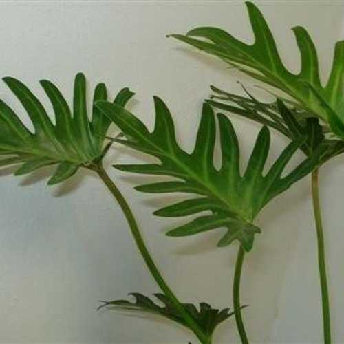 Trầu Bà Chân Vịt - Chậu Cây Cảnh