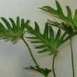 Trầu Bà Chân Vịt - Chậu Cây Cảnh