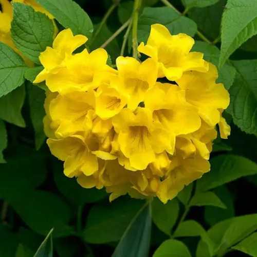 Chuông Vàng Hoàng Yến - Cây Cảnh