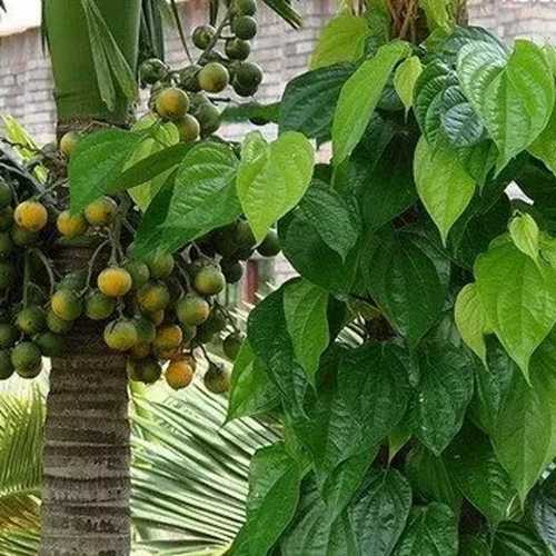 Trầu Không - Cây Cảnh