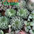 Sen Đá Haworthia Cooperi Var Dạ Quang