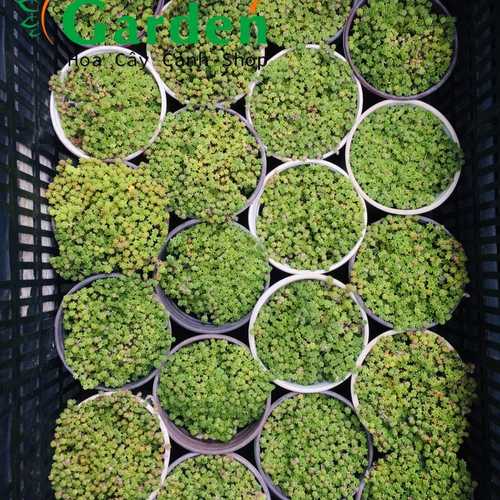 Sen Đá Sedum Cơm Vàng, Xanh - Chậu Trung