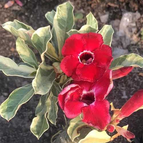 Grafted Adenium with Vietnamese Name: Ruby Lá Cẩm Thạch - ID: 00137