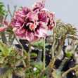 Grafted Adenium with English Name: Golden Years - ID: 00028