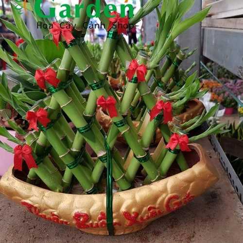 Phát Lộc Thuận Bườm Xuôi Gió - Chậu Cây Cảnh Lớn