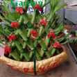 Phát Lộc Thuận Bườm Xuôi Gió - Chậu Cây Cảnh Lớn