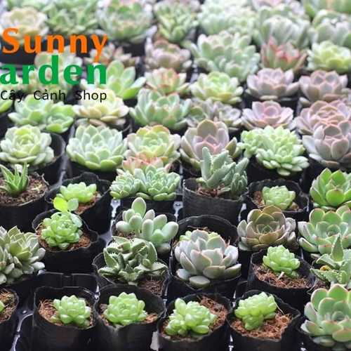 Combo 10 Cây Sen Đá Phổ Thông Khác Nhau