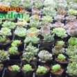 Combo 10 Cây Sen Đá Phổ Thông Khác Nhau