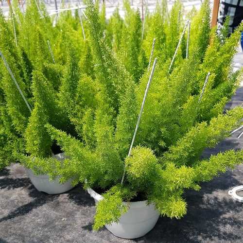 Cây Chồn 9 Đuôi - Chậu Cây Cảnh Treo