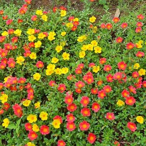 Hoa Mười Giờ Cánh Đơn Lá Nhỏ