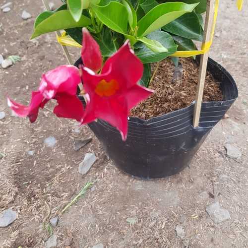 Cây Hồng Anh Đỏ