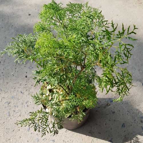 Đinh Lăng Lá Nhỏ (Đinh Lăng Nếp) - Chậu Rau Dược Liệu