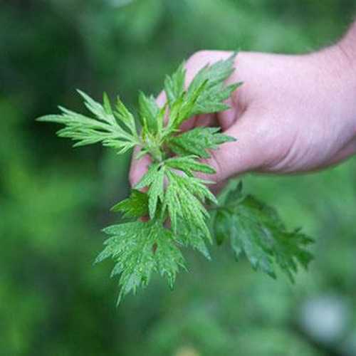 Cây Ngải Cứu - Chậu Rau