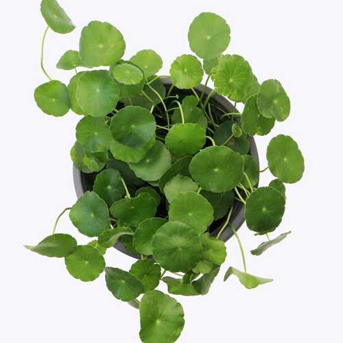 Rau Má Đồng Tiền - Chậu Cây Phong Thủy