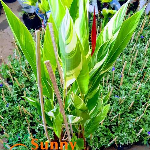 Cây Chuối Mỏ Két Cẩm Thạch