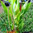 Cây Chuối Mỏ Két Cẩm Thạch