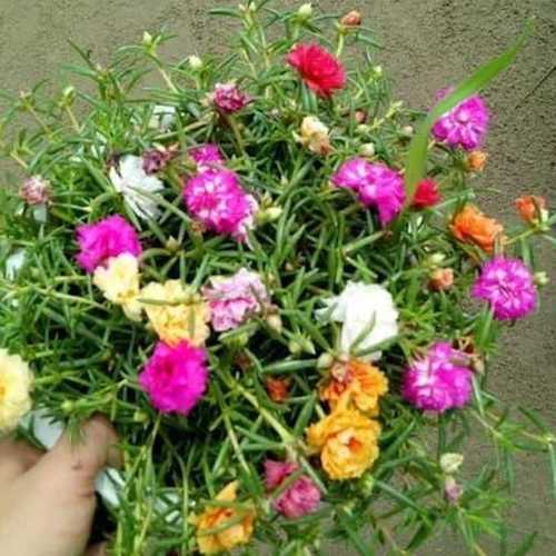 Hoa Mười Kép 3 Màu