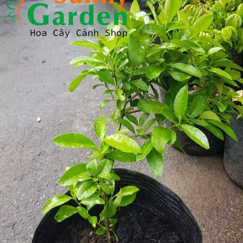 Cây Chanh Giống - Cây Ăn Quả