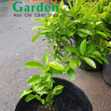 Cây Chanh Giống - Cây Ăn Quả