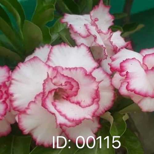 Grafted Adenium with English Name: Triple Lucky - ID: 00115