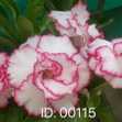 Grafted Adenium with English Name: Triple Lucky - ID: 00115