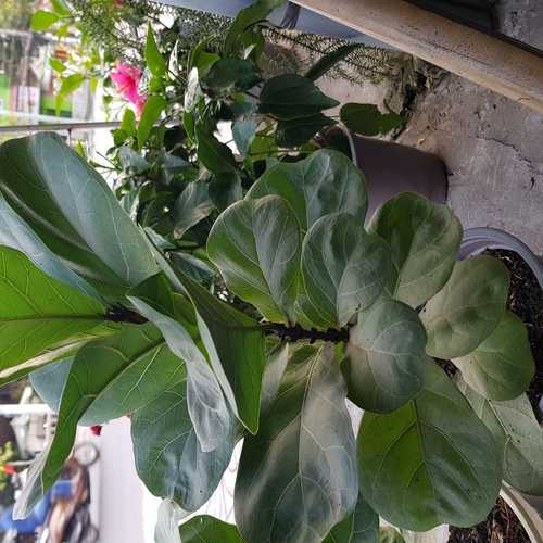 Cây Bàng Singapore - Chậu Cây Cảnh