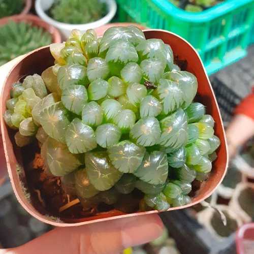 Sen Đá Haworthia Cooperi