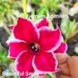 Grafted Adenium with English Name: Beautiful Smile - ID: 00159