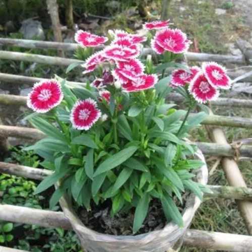 Cẩm Chướng (Cẩm Nhung) - Chậu Hoa Treo