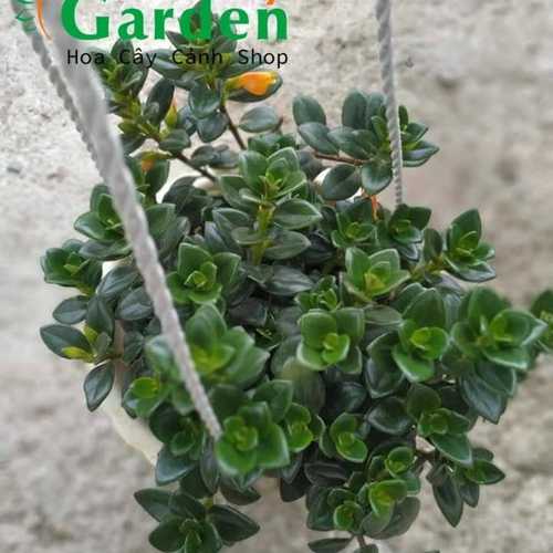 Cây Cá Vàng - Cây Cảnh Chậu Treo