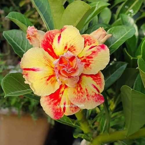 Grafted Adenium with Vietnamese Name: ID: 307 - X133