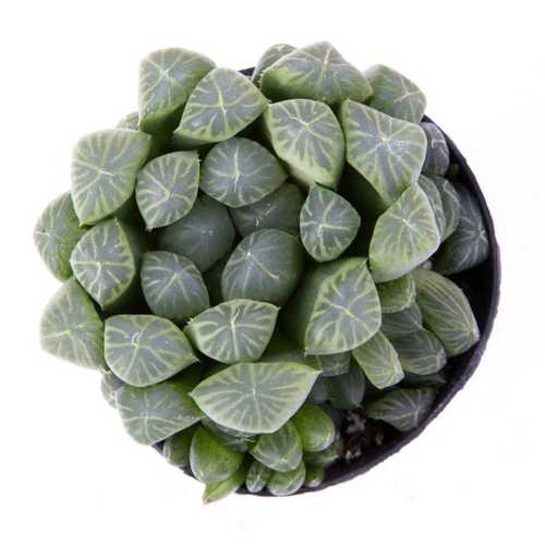 Sen Đá Haworthia Cooperi