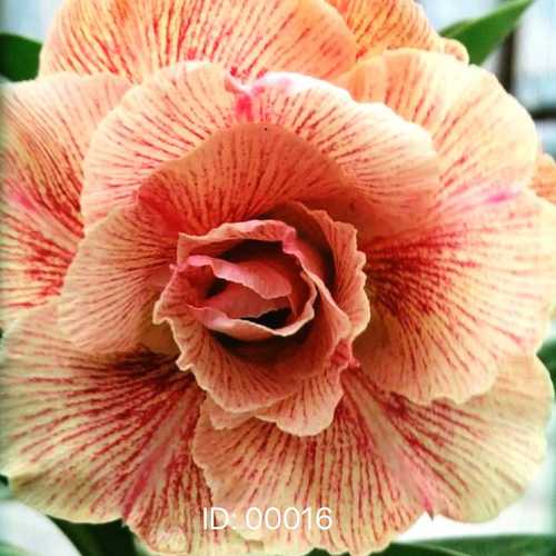 Grafted Adenium with Vietnamese Name: Vĩnh Lộc 39 - ID: 00016