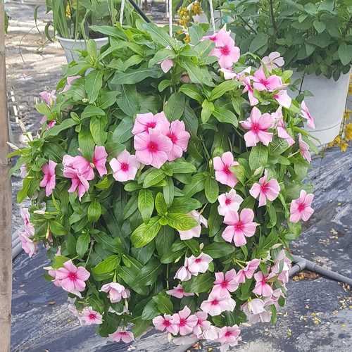 Dừa Cạn Siêu Hoa, Hàng Chịu Nắng Cao - Chậu Cây Cảnh