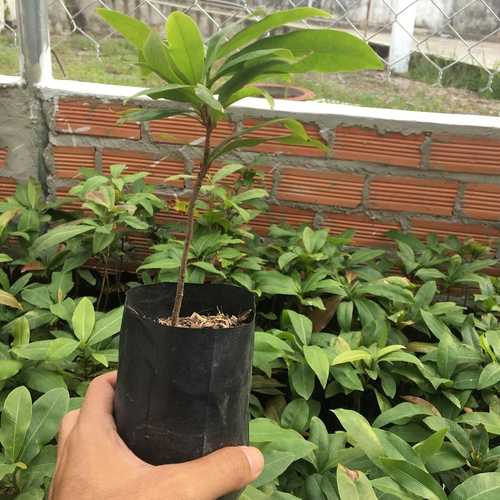 Mai Tứ Quý - Cây Cảnh Giống