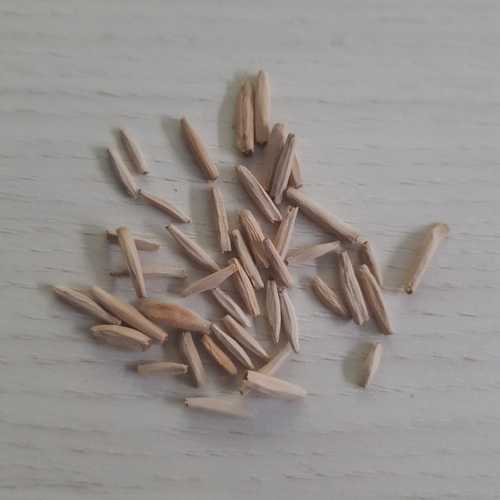 Adenium Somalense Seeds - Id: S0001