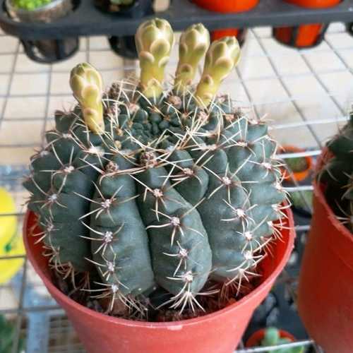 Xương Rồng Thần Long Nụ Hoa ( 9 - 10cm)
