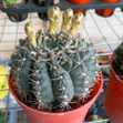 Xương Rồng Thần Long Nụ Hoa ( 9 - 10cm)
