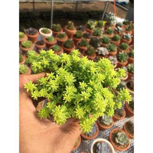 Sen Đá Sedum Cơm Vàng, Xanh