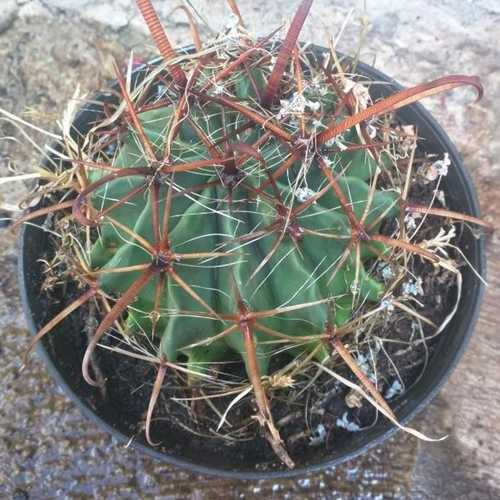 Xương Rồng Noto Móc Câu - Chậu 12cm