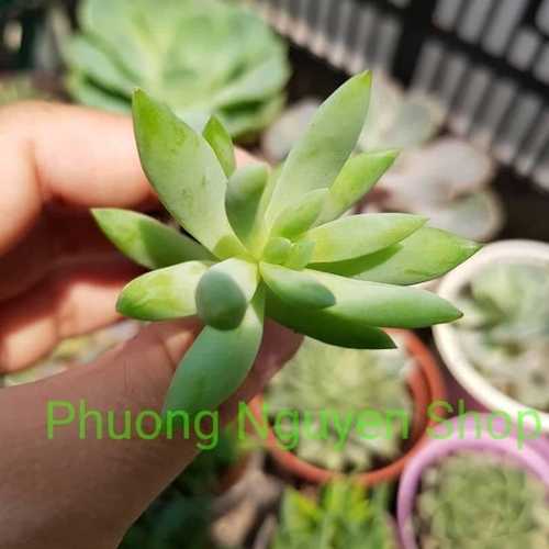 Sen Đá Chuỗi Ngọc Đứng