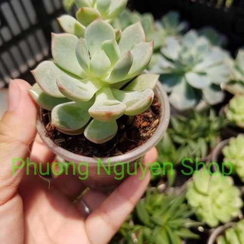 Sen Đá Lửa Hồng