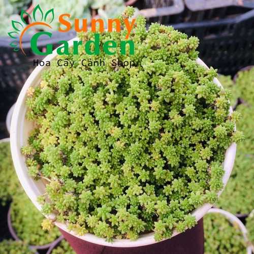 Sen Đá Sedum Cơm Vàng, Xanh - Chậu Trung
