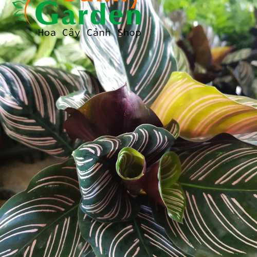 Cây Đuôi Công Sọc Tím - Chậu Phong Thủy