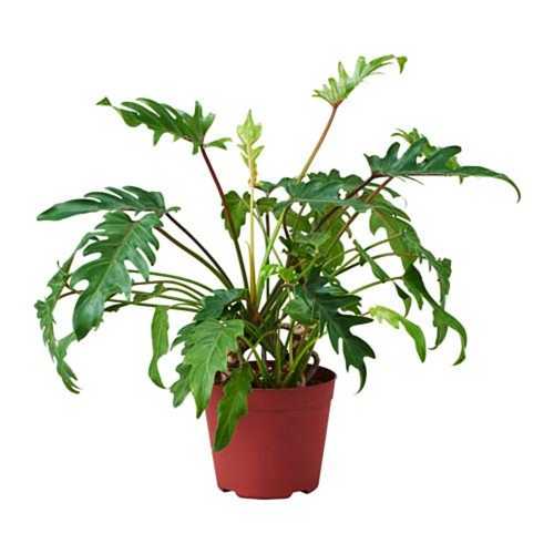 Trầu Bà Chân Vịt - Chậu Cây Cảnh