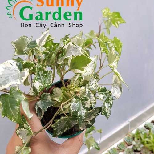 Dây Thường Xuân - Cây Cảnh Chậu Nhỏ