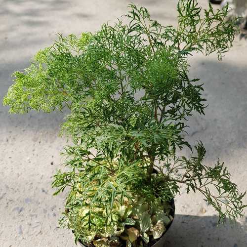 Đinh Lăng Lá Nhỏ (Đinh Lăng Nếp) - Chậu Rau Dược Liệu
